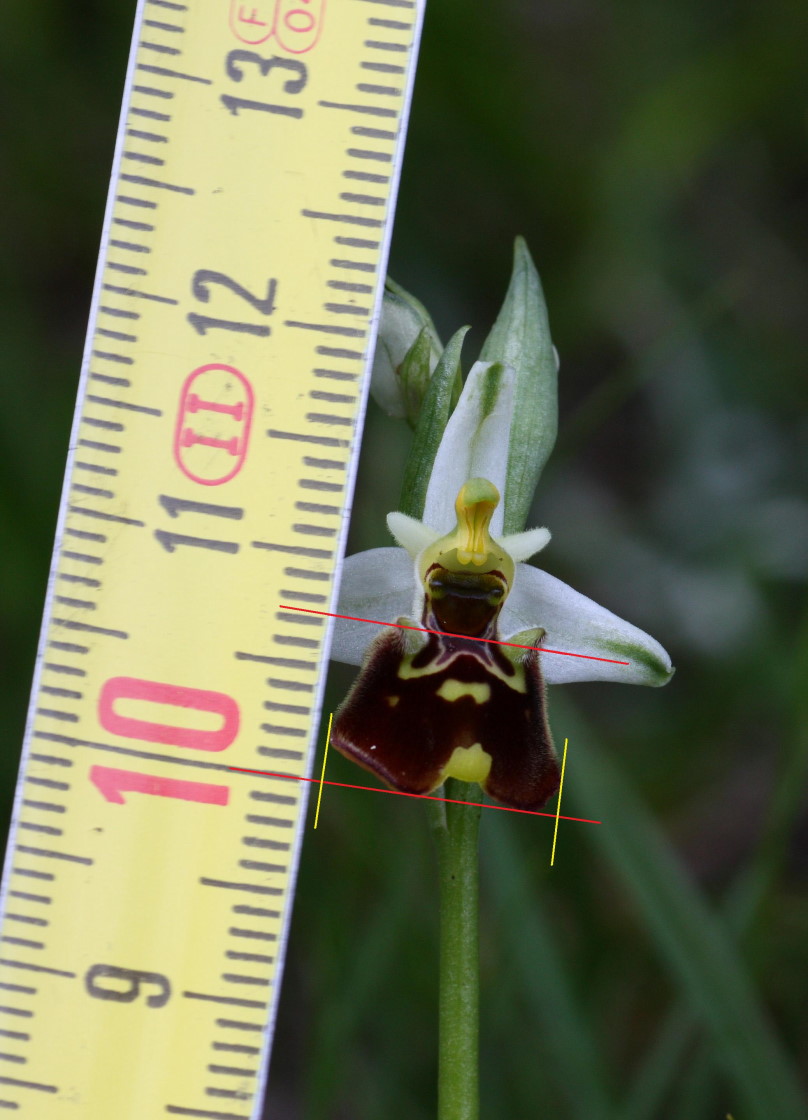 Dimesioni del labello in Ophrys holosericea - dubbi